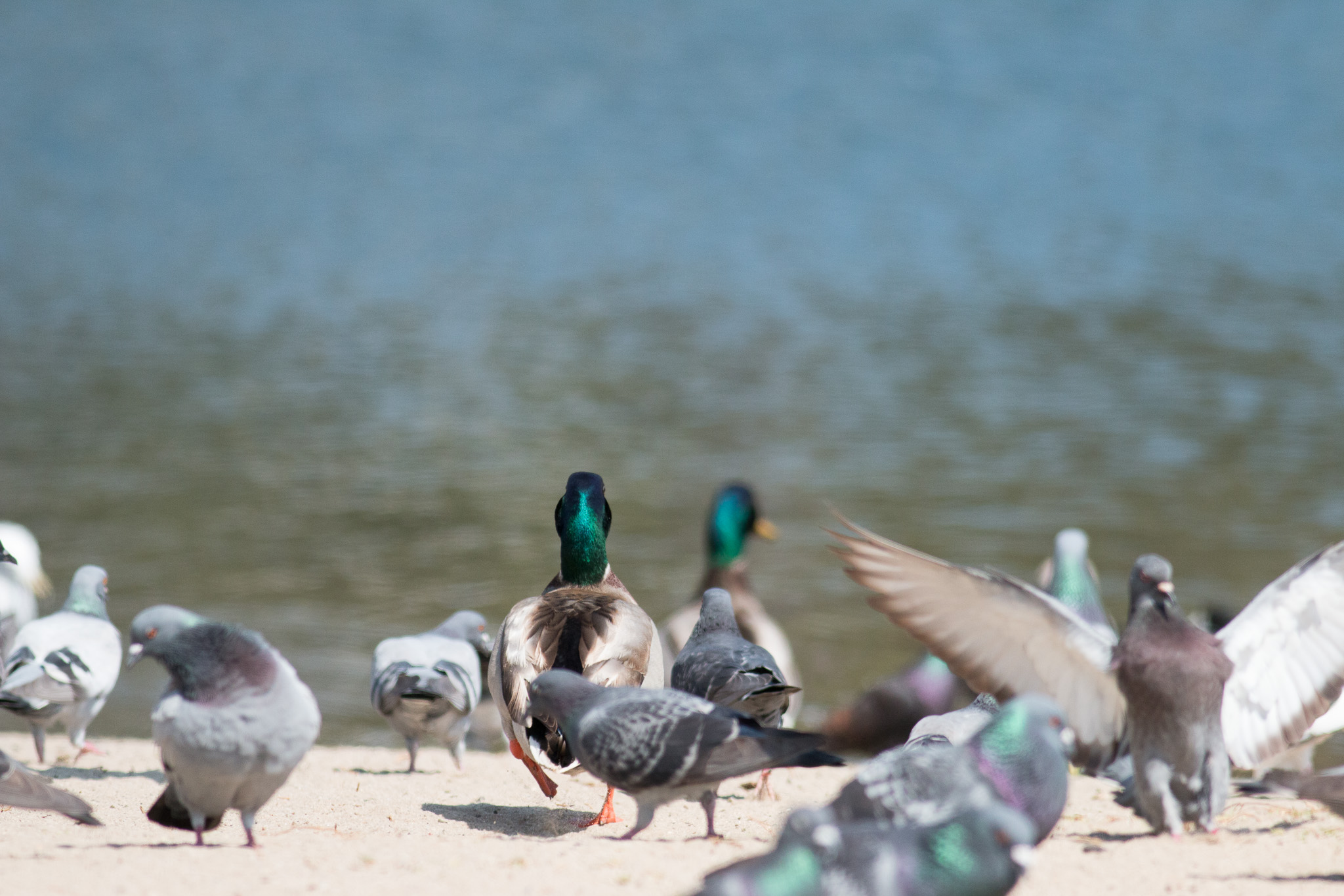 And a derpy looking pigeon