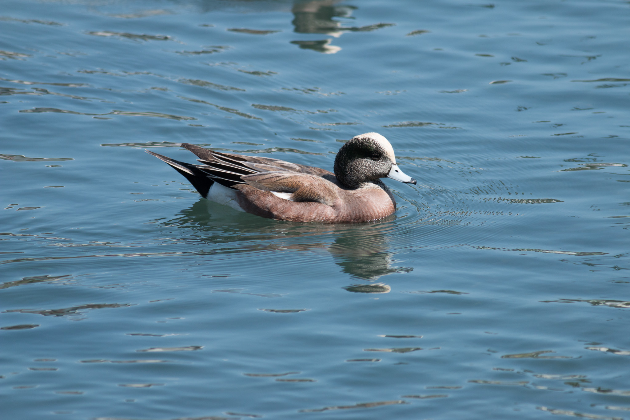 ...actually, it's probably a female american wigeon