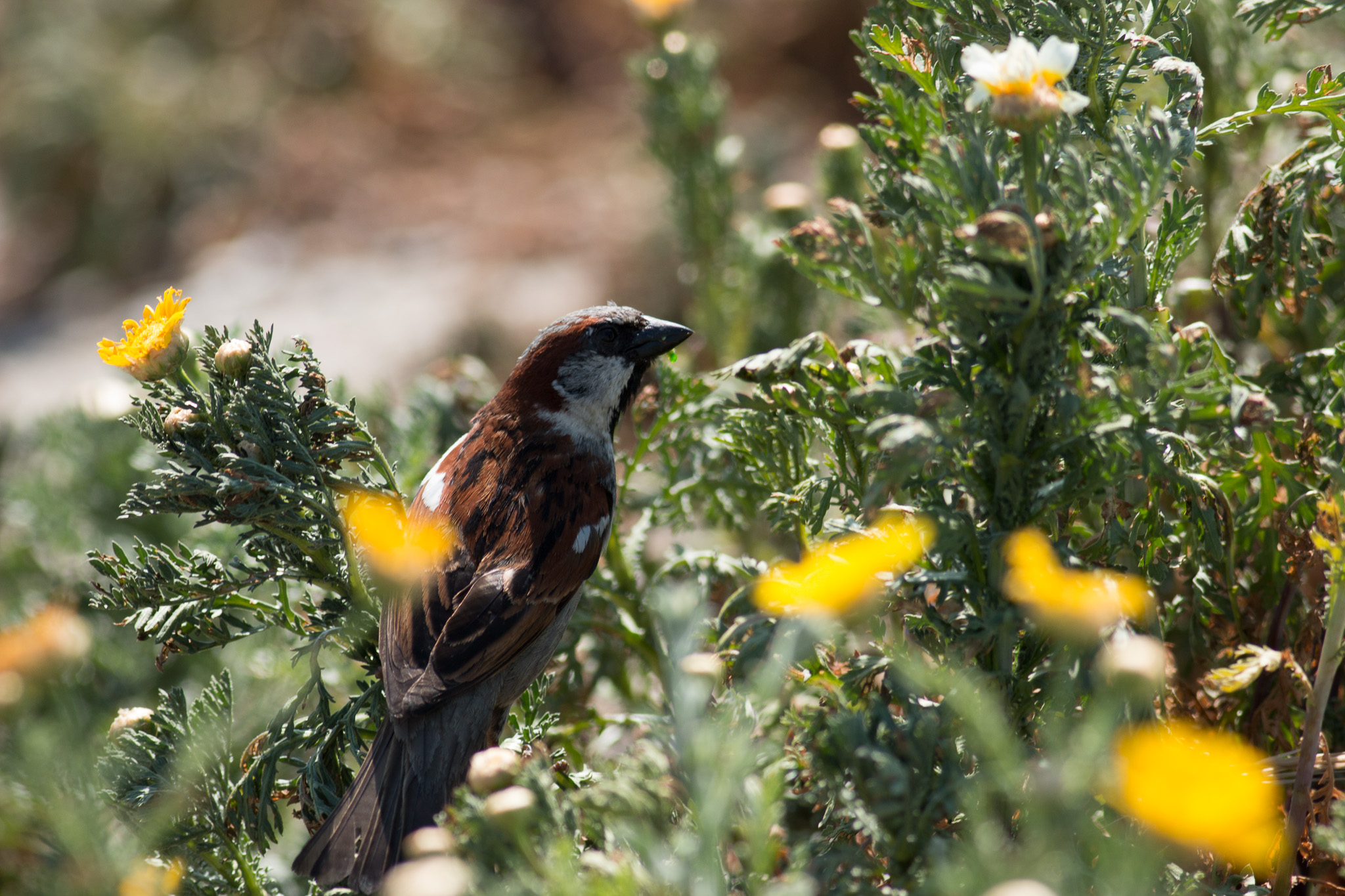 This little guy (a sparrow of some sort?) was jumping around in the plants gobbling up grubs