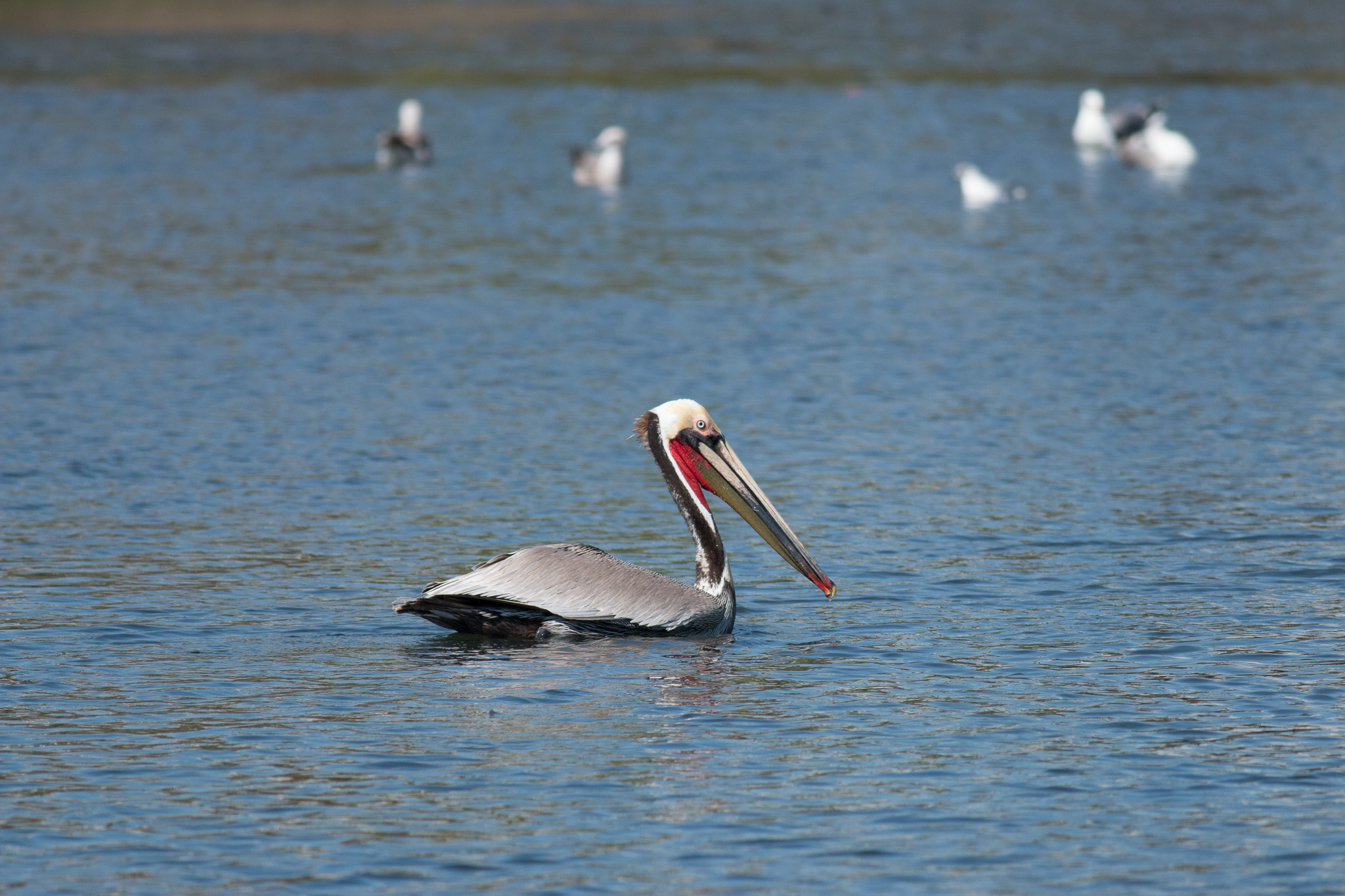 These guys were huge and dwarfed the other birds.